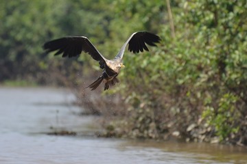 Reiher im Prek Toal Nationalpark, Kambodscha
