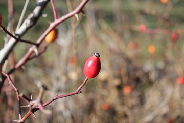 red berry вush doghorse autumn