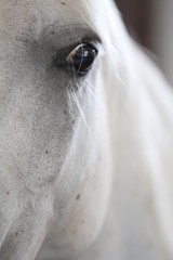 close-up eye of an Arabian horse © Daria