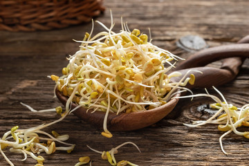 Sprouted fenugreek seeds on a wooden spoon