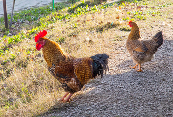 Gallo e gallina a spasso nel cortile