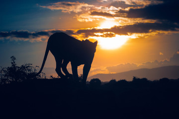 Obraz na płótnie Canvas Lioness walking towards the sun
