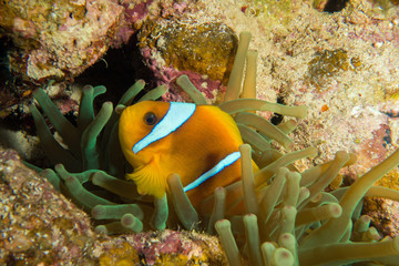 Red Sea Clown fish, anemone fish, Amphiprion bicinctus, forming a symbiotic relationship with an anemone