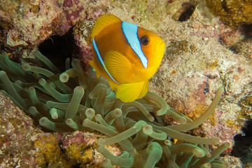 Fototapeta na wymiar Red Sea Clown fish, anemone fish, Amphiprion bicinctus, forming a symbiotic relationship with an anemone