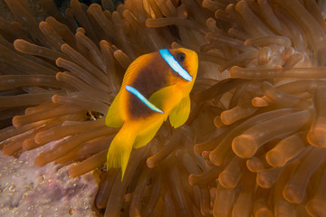 Naklejka na ściany i meble Red Sea Clown fish, anemone fish, Amphiprion bicinctus, forming a symbiotic relationship with an anemone