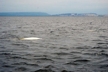 Belukha whale near the coast of Anadyr estuary