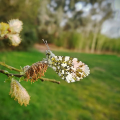 Orange-tip, Anthocharis cardamines