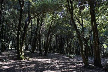 forest, countryside, small town, village, sicily, italy, italien,summer, vacation