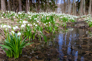 early spring forest with spring snowflake, Vysocina, Czech Repubic