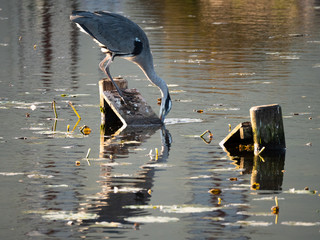Graureiher jagt nach Fischen