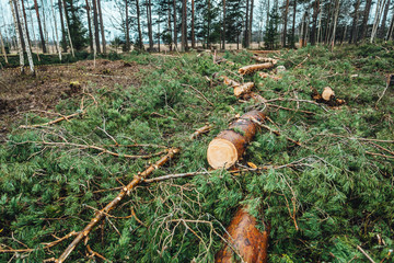 Deforestation, cutting pine forest, wooden logs on the ground in forest.