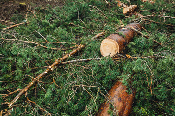 Deforestation, cutting pine forest, wooden logs on the ground in forest.