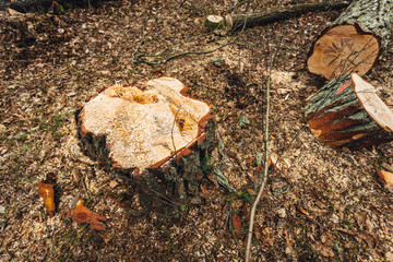 Pine Tree stumps and felled forest, ecological problems
