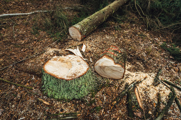 Pine Tree stumps and felled forest, ecological problems