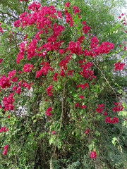  bougainvillea flowers plant climbing on a tree