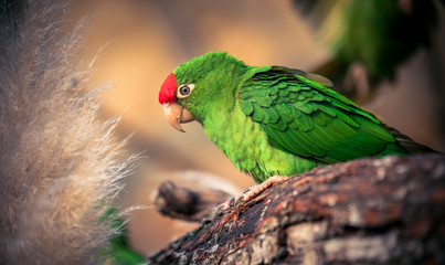 The Cordilleran parakeet Psittacara frontatus portrait in the afternoon light.