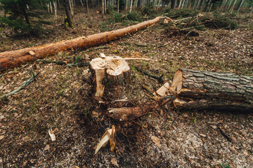 Pine Tree stumps and felled forest, ecological problems