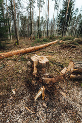 Pine Tree stumps and felled forest, ecological problems