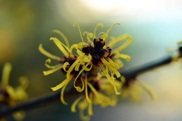 Nahaufnahme einer Chinesischen Zaubernuss