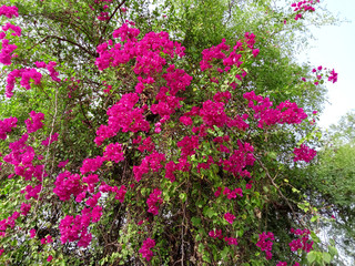 Fototapeta na wymiar climbing on a tree bougainvillea flowers plant
