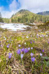 early spring blooming meadow with crocus in Sella di Rioda, Alps, Italy