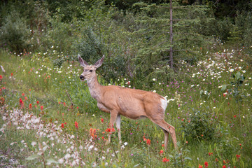 Fototapeta premium Le printemps dans la nature. Belle prairie fleurie avec beaucoup de fleurs et d'animaux blancs et jaunes, chevreuil, capreolus capreolus, feuilles vertes à mâcher. La faune de la nature