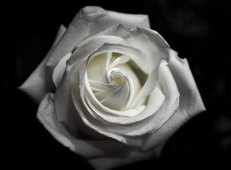 White Rose