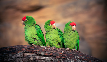 The Cordilleran parakeet Psittacara frontatus portrait in the afternoon light.