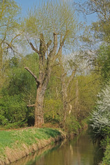 Obraz premium Rheinaltgewässer