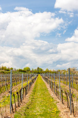 Fototapeta na wymiar vineyards near Hnanice, Znojmo region, Czech Republic