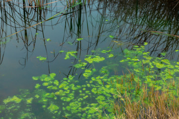 trees in water