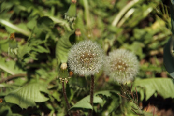 Pusteblume