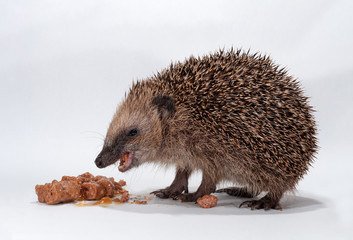 Junger Igel frisst Katzenfutter, kleiner Europäischer Igel, Erinaceus europaeus, bei...