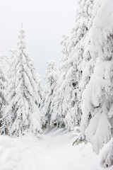 Winter landscape fir trees covered with snow