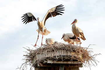 Storchennest