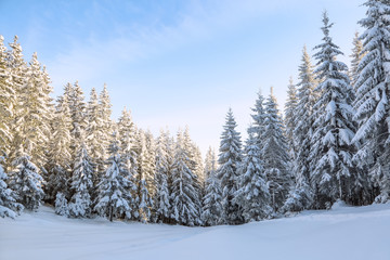 Naklejka premium Landscape winter forest in cold sunny day. The fluffy pine trees covered with white snow. Wallpaper snowy background. Location place Carpathian, Ukraine, Europe.