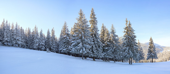 Obraz premium Winter landscape. Amazing panorama is opened on mountains, meadow, the forest with trees covered with snow and the blue sky. Location place Carpathian, Ukraine, Europe. Wallpaper background.