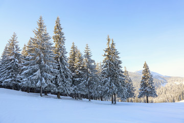 Fototapeta na wymiar Winter scenery in cold sunny day. Lawn covered with white snow. Landscape of high mountains, forest and blue sky. Wallpaper snowy background. Location place Carpathian, Ukraine, Europe.