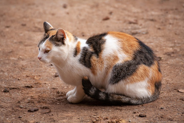 schildpatt katze auf dem bauernhof  wartet auf mäuse