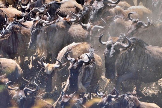 Wildebeest Migration