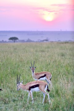 Sunrise over the savannah