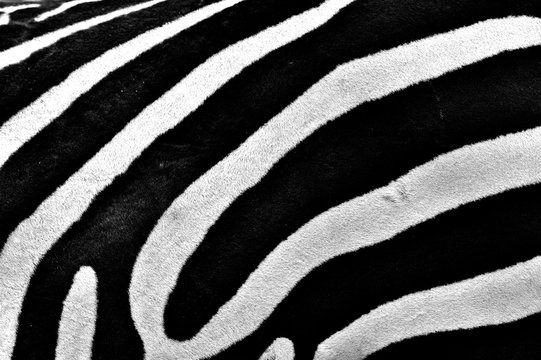 Close up of zebra stripes
