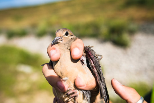 Environmental workers banding Mourning Doves