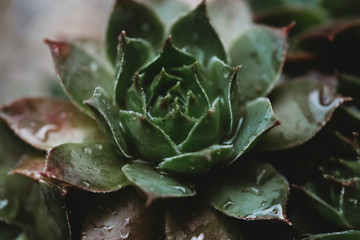 Close-up view of succulent