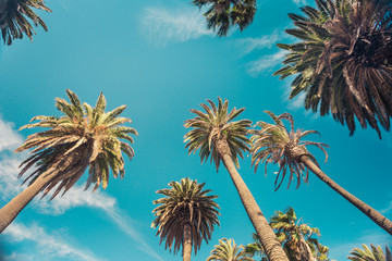 Vintage retro toned palms on Rode Drive, Beverly Hills, los Angeles - obrazy, fototapety, plakaty
