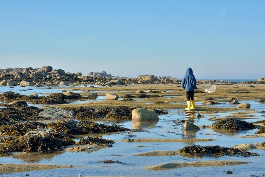 A young boy who is fishing at low tide in Brittany. France
