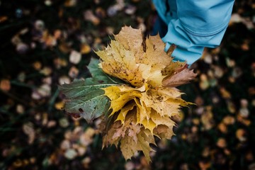 child holding a bunch of colourful autumn leaves in a forest