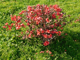 Cydonia, or Chaenomeles japonica, blooming with red flowers