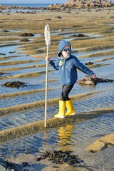 A young boy who is fishing at low tide in Brittany. France