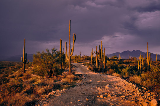 The last bit of sunlight illuminates saguaro cactus and a dirt trail.